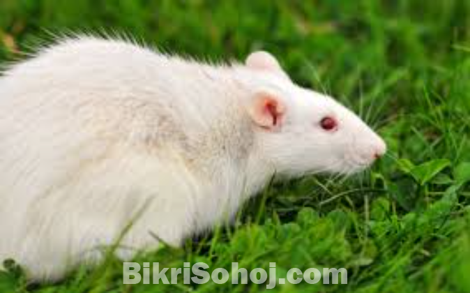 বিলাতি ইঁদুর। Bilati edur. Sada edur.